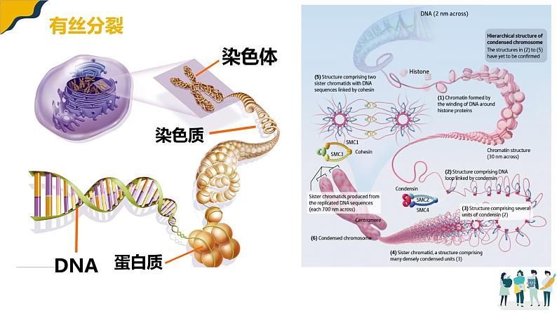 2.1减数分裂课件--高一下学期生物人教版（2019）必修2第3页