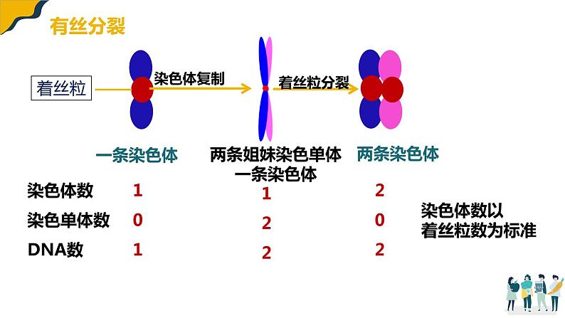 2.1减数分裂课件--高一下学期生物人教版（2019）必修2第4页