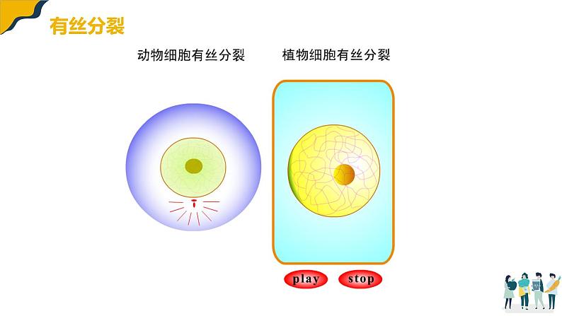 2.1减数分裂课件--高一下学期生物人教版（2019）必修2第5页