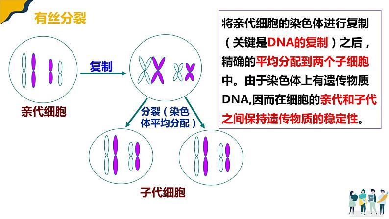 2.1减数分裂课件--高一下学期生物人教版（2019）必修2第6页
