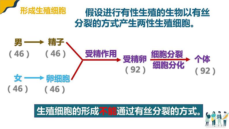 2.1减数分裂课件--高一下学期生物人教版（2019）必修2第7页