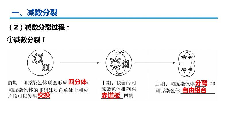 广东省普通高中生物学业水平考试 学考复习——必修二第二章基因和染色体的关系（第一课时）课件第4页