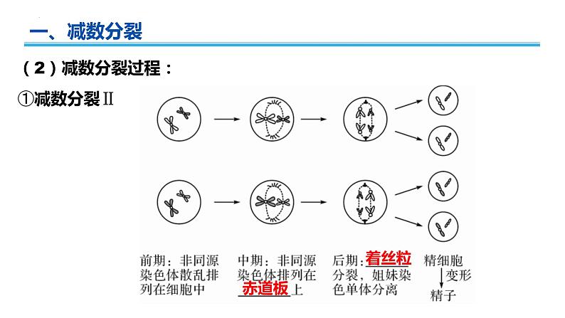 广东省普通高中生物学业水平考试 学考复习——必修二第二章基因和染色体的关系（第一课时）课件第5页