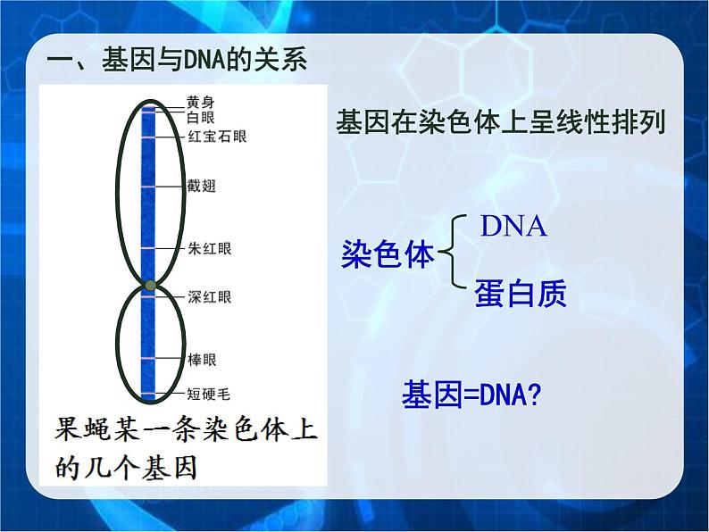 3.4基因是有遗传效应的DNA片段课件--高一下学期生物人教版必修2第2页