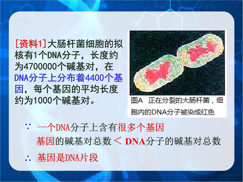 3.4基因是有遗传效应的DNA片段课件--高一下学期生物人教版必修2第4页