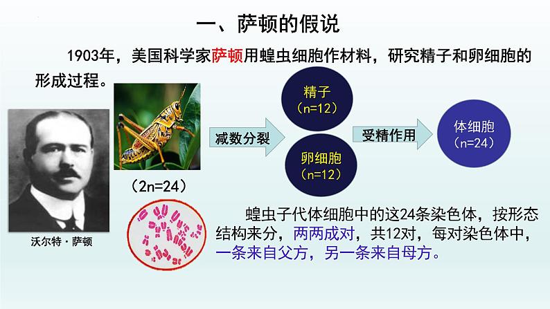 2.2 基因在染色体上课件--高一下学期生物人教版必修2第3页