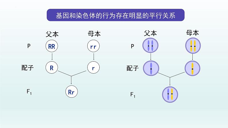 2.2 基因在染色体上课件--高一下学期生物人教版必修2第4页