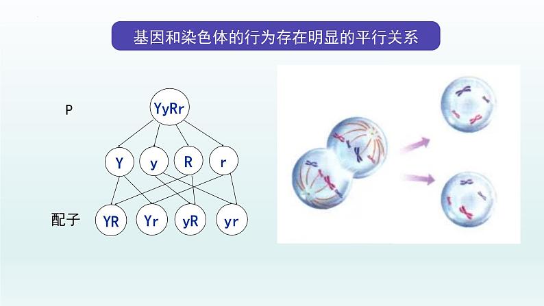 2.2 基因在染色体上课件--高一下学期生物人教版必修2第5页