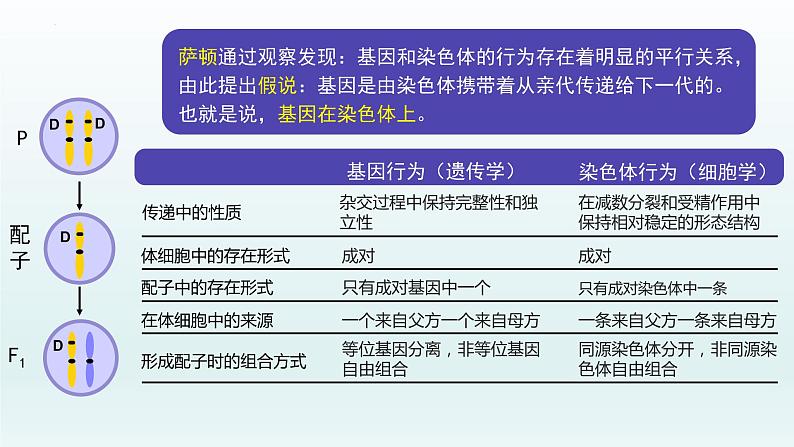 2.2 基因在染色体上课件--高一下学期生物人教版必修2第6页