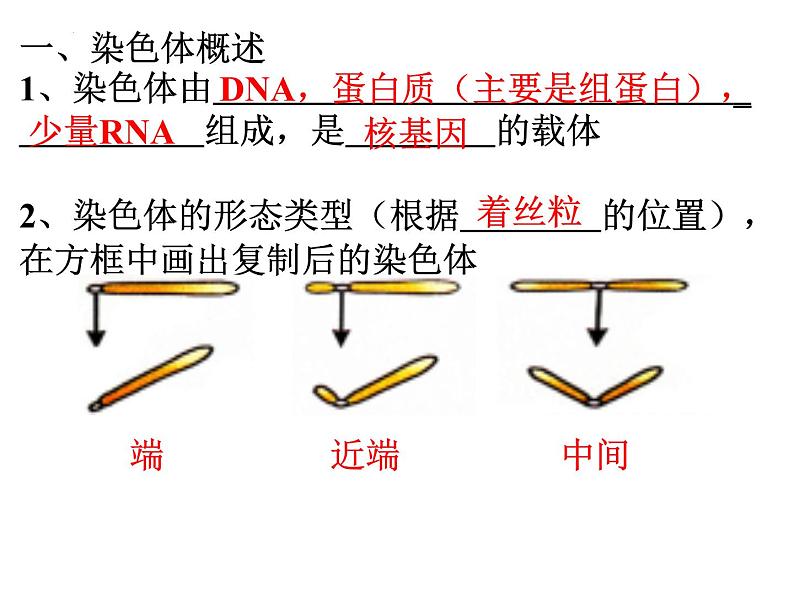 高三一轮复习生物：减数分裂课件04