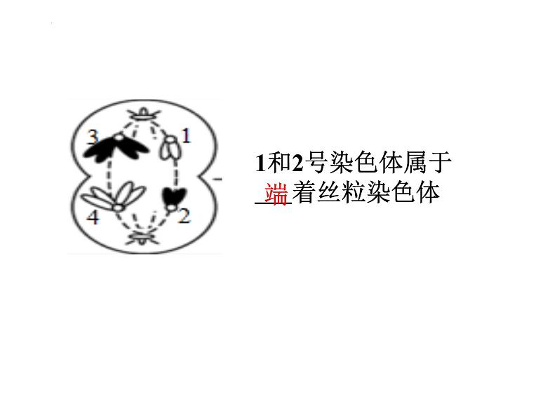 高三一轮复习生物：减数分裂课件05