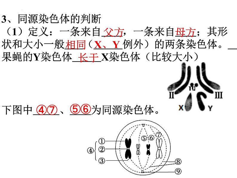 高三一轮复习生物：减数分裂课件07