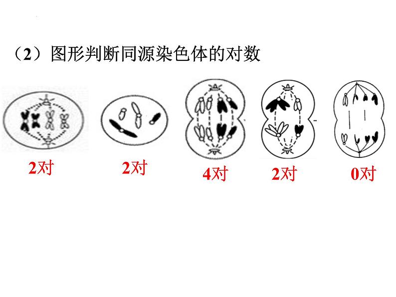 高三一轮复习生物：减数分裂课件08