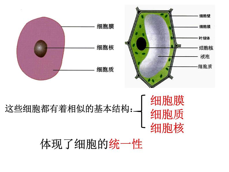 1.2细胞的多样性和统一性（2课时）--高一上学期生物人教版必修1第6页