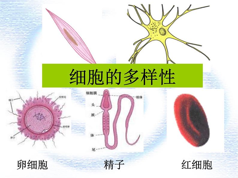 1.2细胞的多样性和统一性（2课时）--高一上学期生物人教版必修1第7页