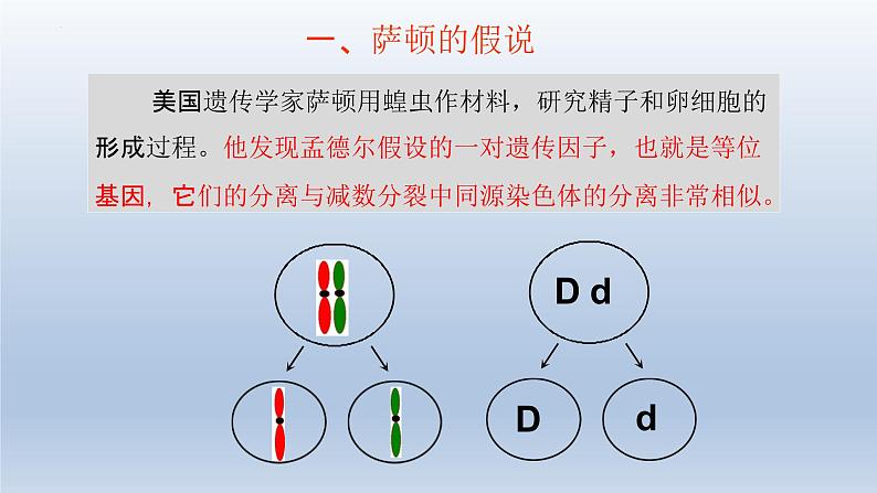 2.2基因在染色体上课件--高一下学期生物人教版必修2第2页