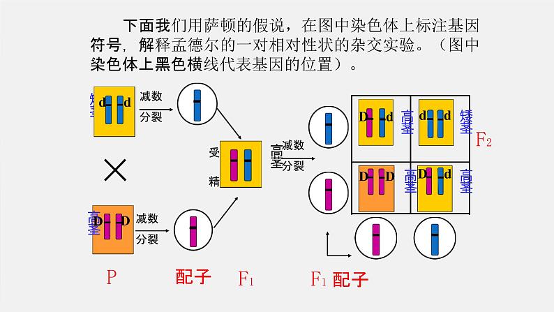 2.2基因在染色体上课件--高一下学期生物人教版必修2第5页