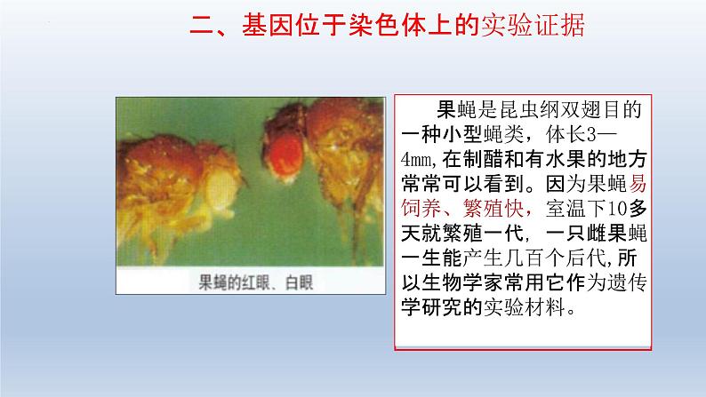 2.2基因在染色体上课件--高一下学期生物人教版必修2第7页