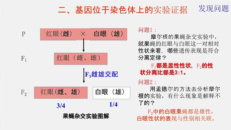 2.2基因在染色体上课件--高一下学期生物人教版必修2第8页