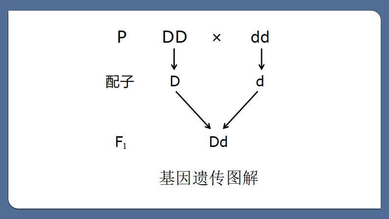 2.2基因在染色体上课件--高一下学期生物人教版必修2 (1)第4页