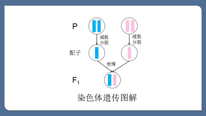 2.2基因在染色体上课件--高一下学期生物人教版必修2 (1)第5页