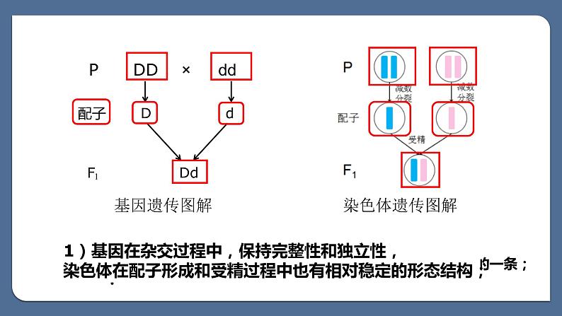 2.2基因在染色体上课件--高一下学期生物人教版必修2 (1)第6页