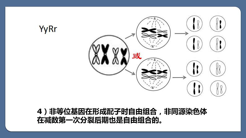 2.2基因在染色体上课件--高一下学期生物人教版必修2 (1)第7页