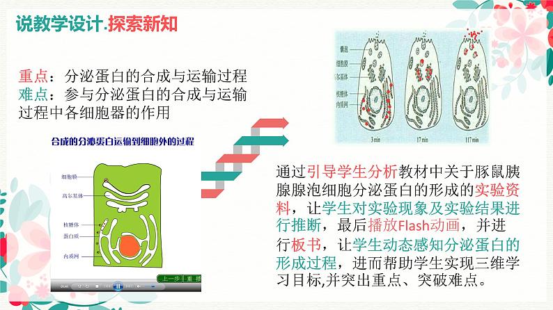 3.2分泌蛋白的合成与运输说课课件--高一上学期生物人教版必修1第7页