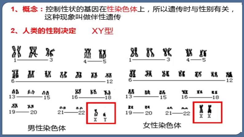 2.3伴性遗传课件--高一下学期生物人教版必修2第4页