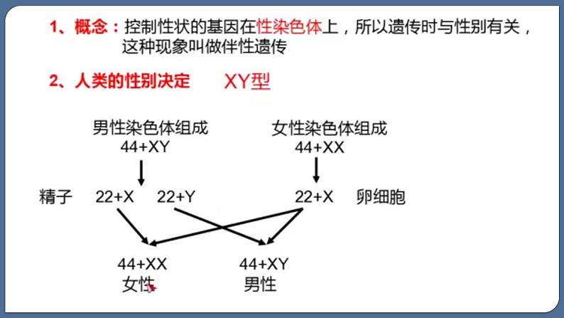 2.3伴性遗传课件--高一下学期生物人教版必修2第5页