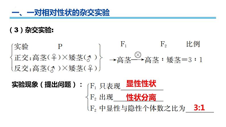 广东省普通高中生物学业水平考试 学考复习——必修二第一章遗传因子的发现课件第4页