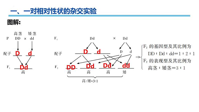 广东省普通高中生物学业水平考试 学考复习——必修二第一章遗传因子的发现课件第6页