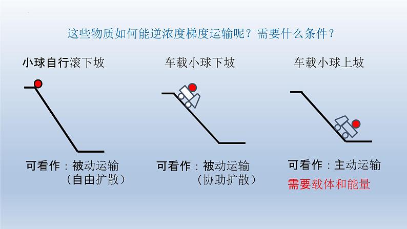 4.2主动运输与胞吞、胞吐 课件--高一上学期生物人教版必修104