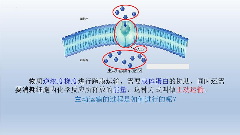 4.2主动运输与胞吞、胞吐 课件--高一上学期生物人教版必修105