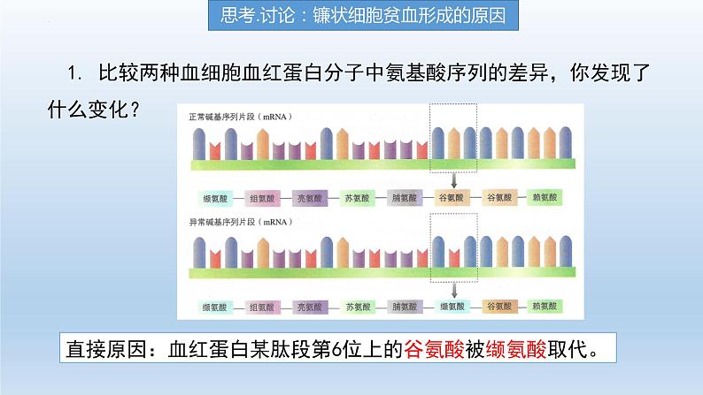 5.1 .1基因突变和基因重组课件--高一下学期生物人教版必修2第4页