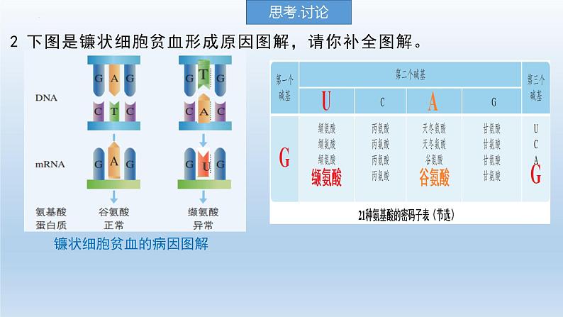 5.1 .1基因突变和基因重组课件--高一下学期生物人教版必修2第5页