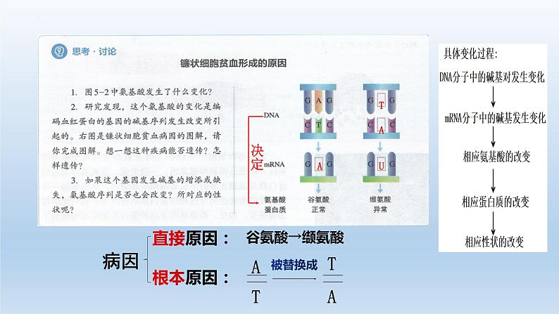 5.1 .1基因突变和基因重组课件--高一下学期生物人教版必修2第6页