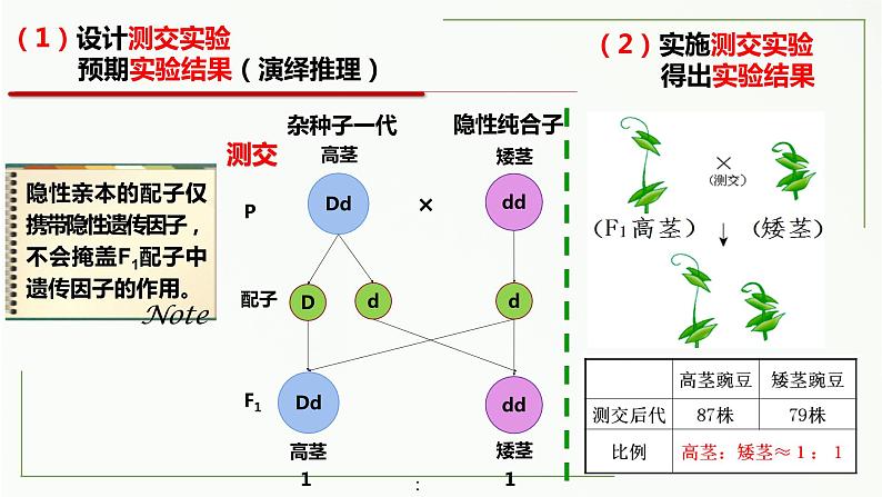 1.1孟德尔的豌豆杂交实验（一）第二课时 课件--高一下学期生物人教版必修2第7页