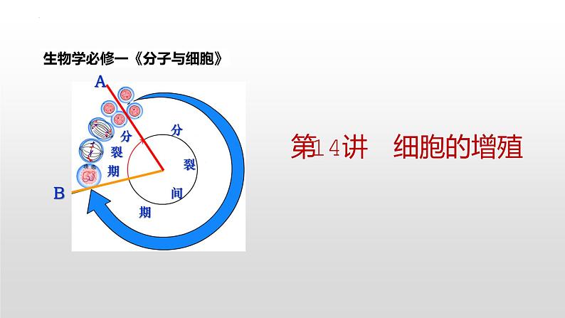 高三一轮复习生物：第14讲  细胞的增殖课件第1页