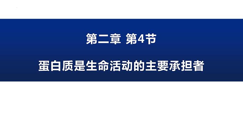 2.4 蛋白质是生命活动的主要承担者--高一上学期生物人教版必修1 课件01