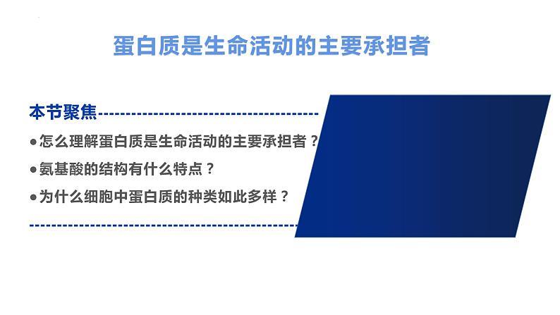 2.4 蛋白质是生命活动的主要承担者--高一上学期生物人教版必修1 课件02