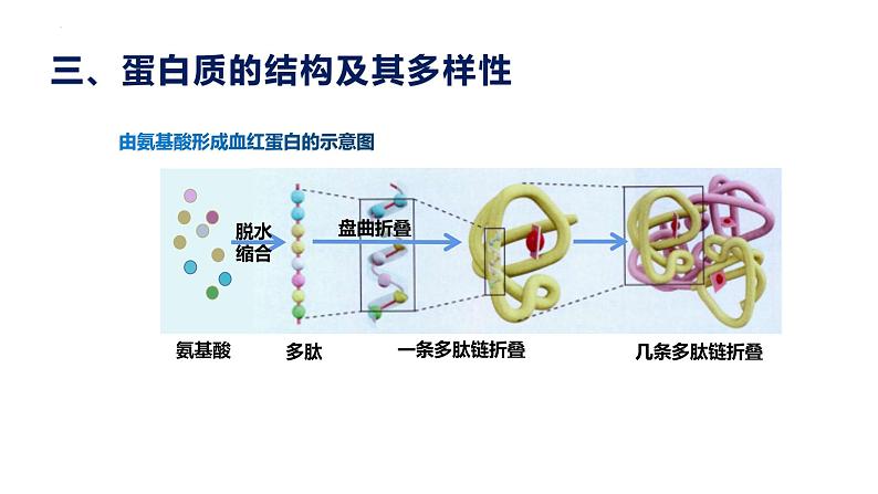 2.4 蛋白质是生命活动的主要承担者--高一上学期生物人教版必修1 课件08