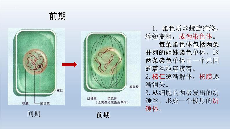 6.1细胞的增殖（第二课时）--高一上学期生物人教版必修1 课件03