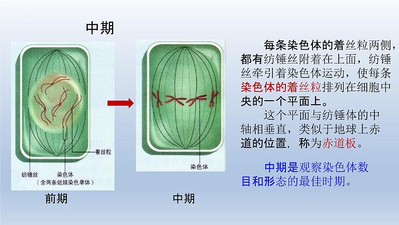 6.1细胞的增殖（第二课时）--高一上学期生物人教版必修1 课件04