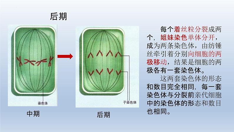 6.1细胞的增殖（第二课时）--高一上学期生物人教版必修1 课件05