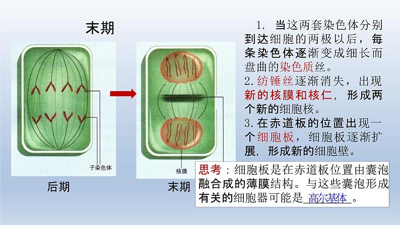 6.1细胞的增殖（第二课时）--高一上学期生物人教版必修1 课件06