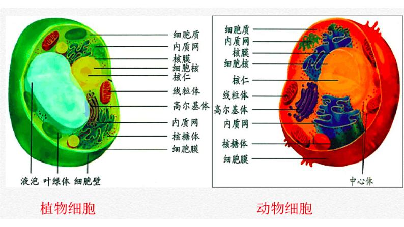 高三生物一轮复习课件：专题2-细胞的基本结构第2页