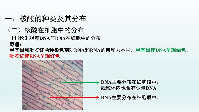 2.5核酸是遗传信息的携带者课件--高一上学期生物人教版必修1第4页