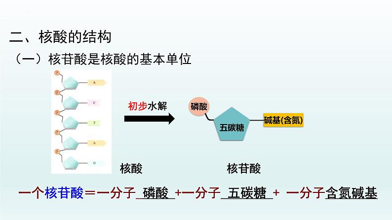 2.5核酸是遗传信息的携带者课件--高一上学期生物人教版必修1第5页