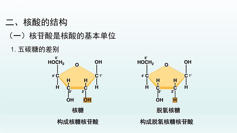 2.5核酸是遗传信息的携带者课件--高一上学期生物人教版必修1第7页